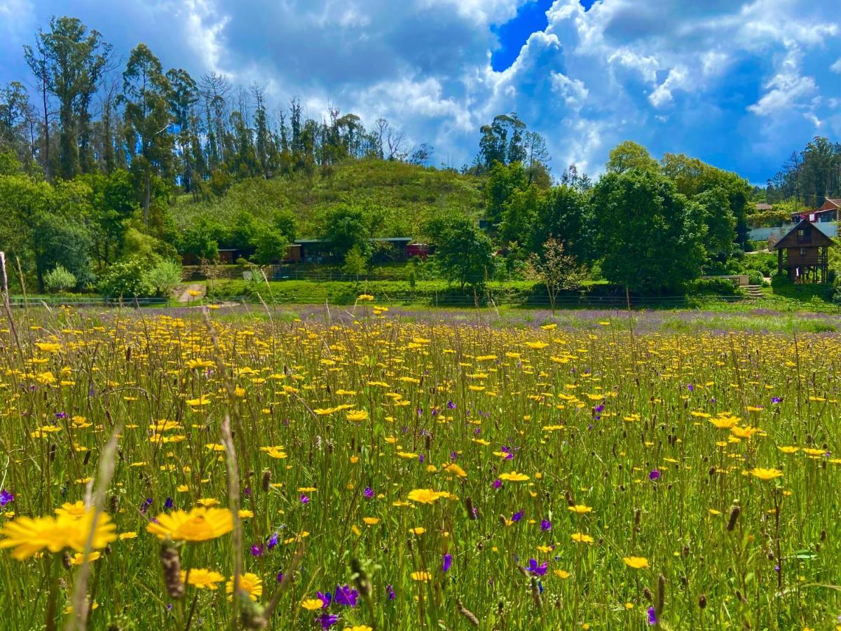 Vale Da Silva Villas - Quinta Albergaria-a-Velha Dış mekan fotoğraf
